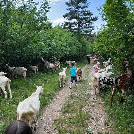 Tmbin'S Barn - Nature, Horses, Family 塞扎纳 外观 照片