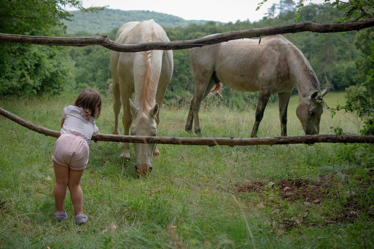 Tmbin'S Barn - Nature, Horses, Family 塞扎纳 外观 照片